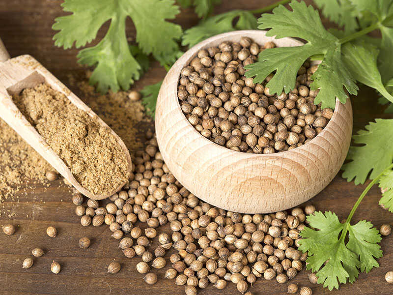 Coriander Seeds