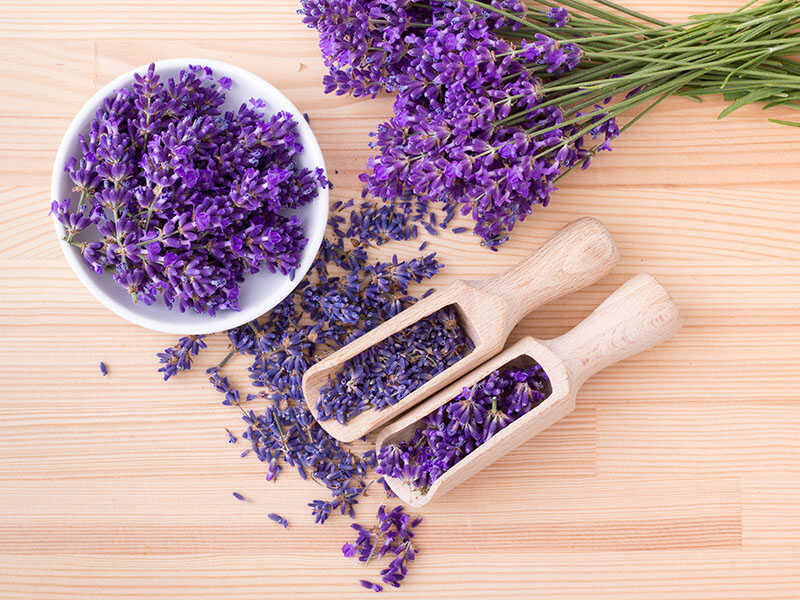 Culinary Lavender