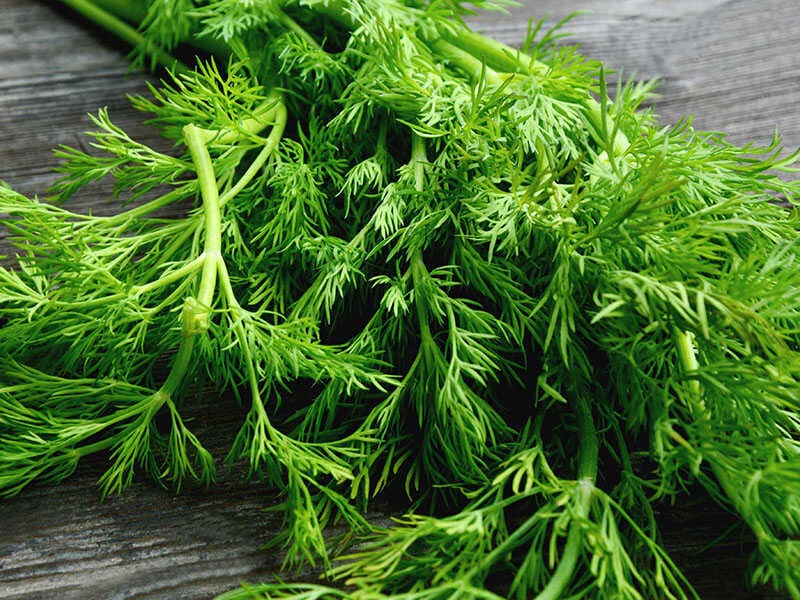 Fresh Dill Green