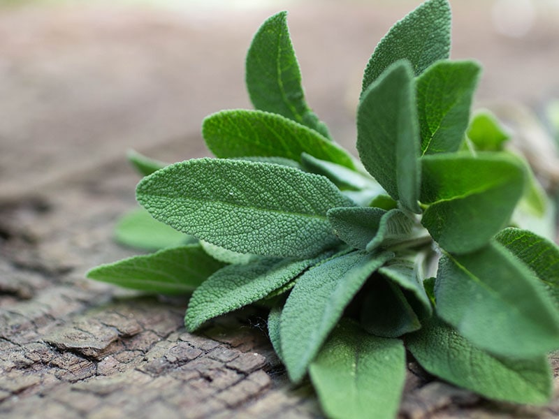 Fresh Organic Sage