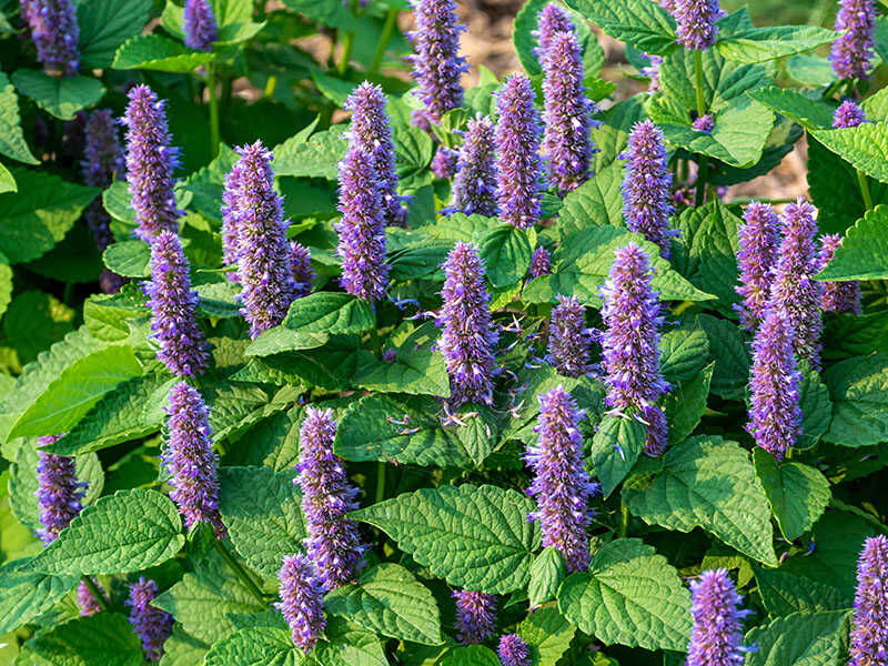 Giant Hyssop