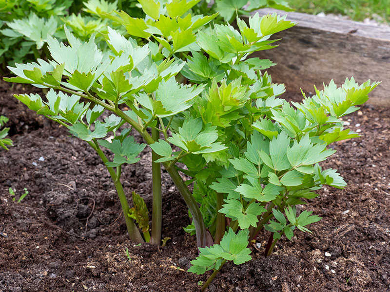 Herbs Lovage