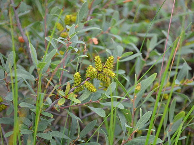 Myrica Gale