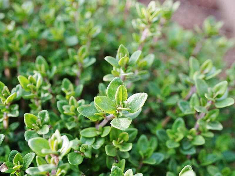 Thyme Plant Growing Herb