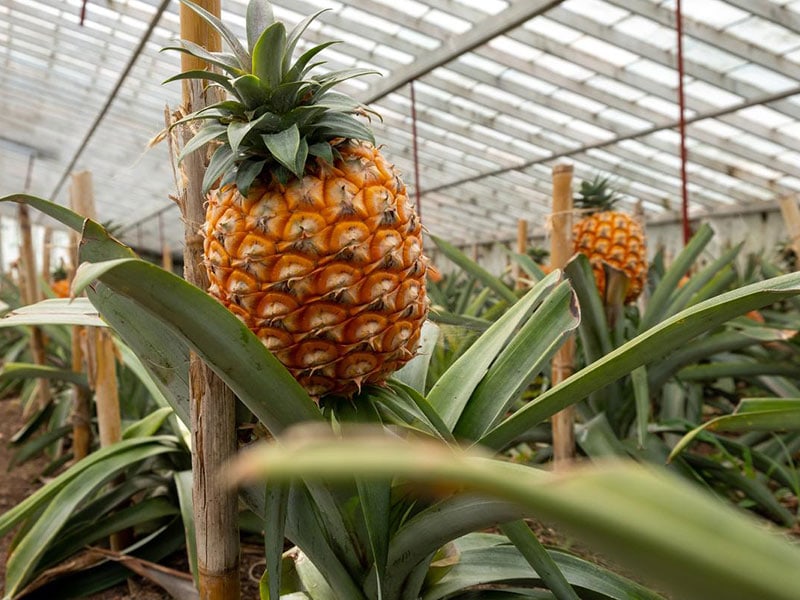 ananas dos acores