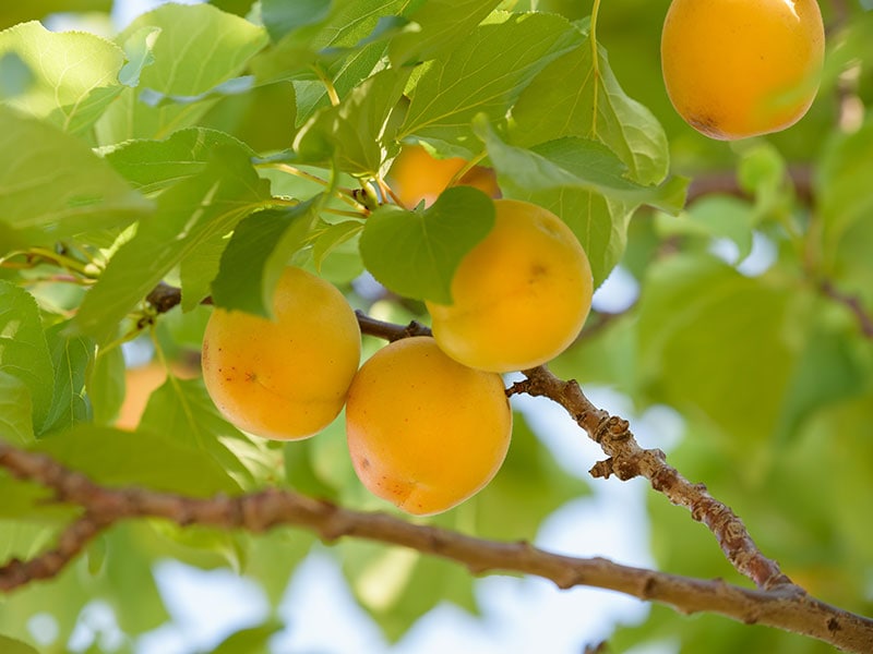 Armenian Apricot