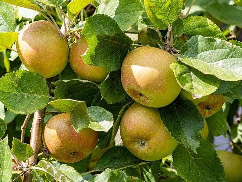 Belle de Boskoop Apples‎