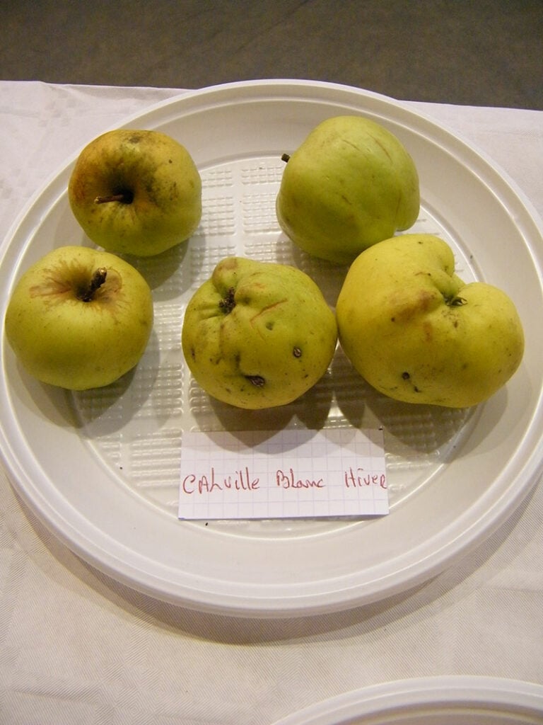 Calville Blanc Apples