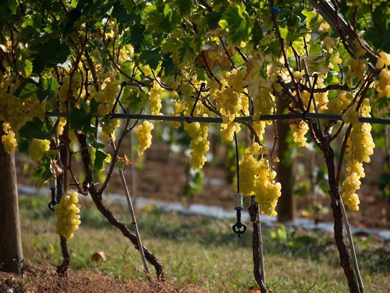 Chasselas de Moissac