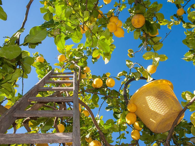 Limone dell'Etna