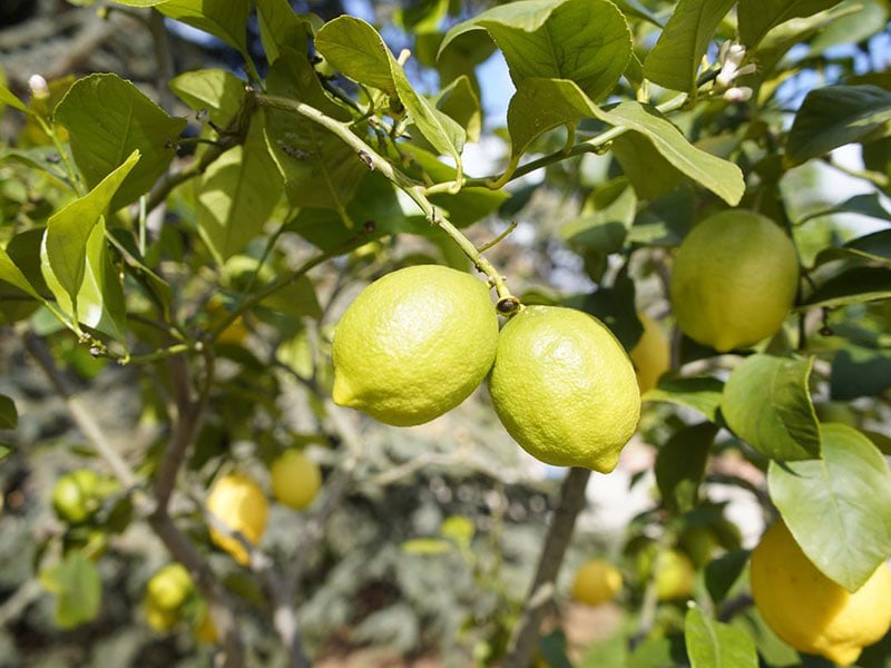 Limone di Sorrento