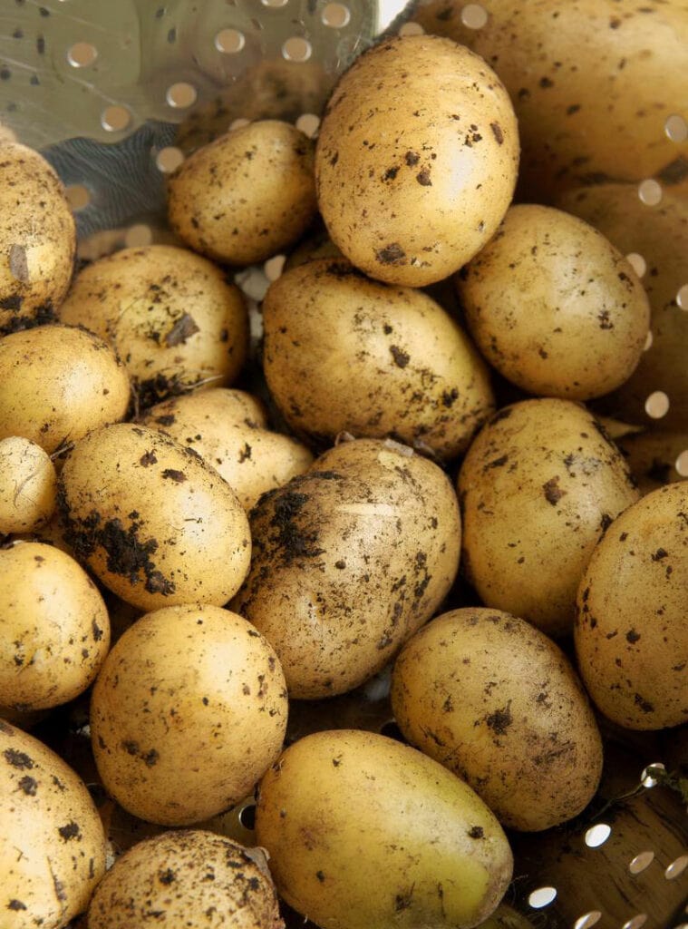 Maris Piper Potatoes