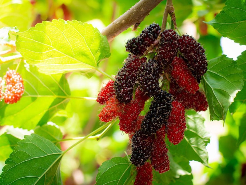 Mulberries