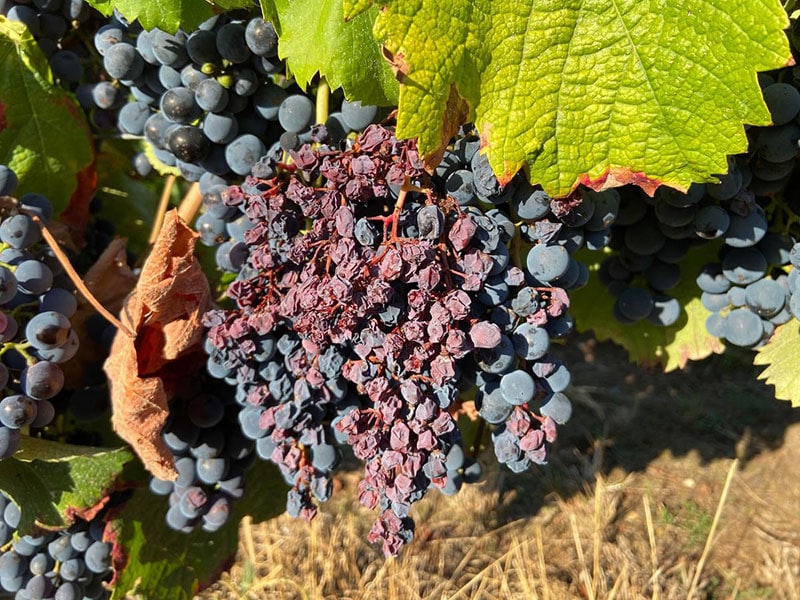 Muscat du Ventoux