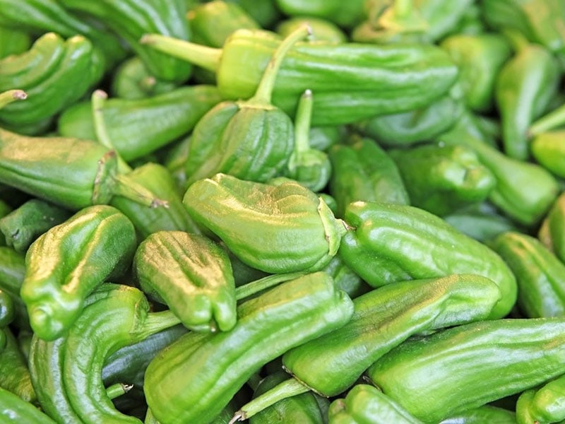 Padron Peppers