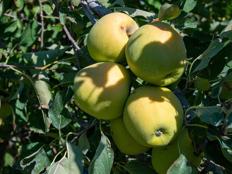 Pomme du Limousin