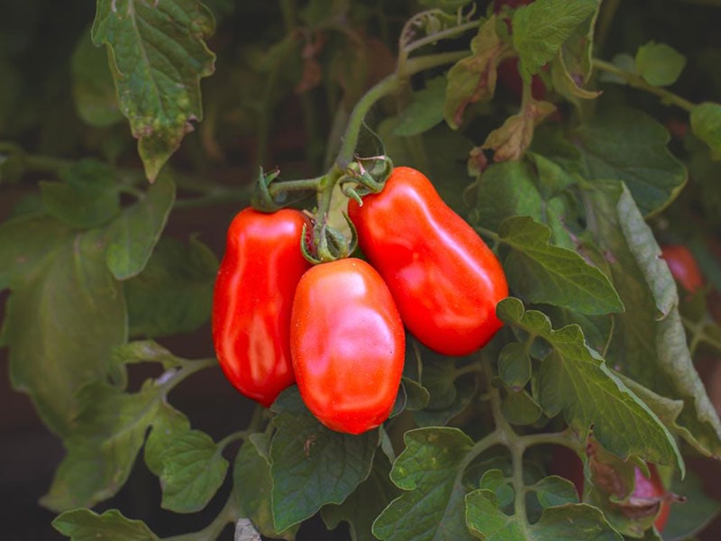 San Marzano Tomato