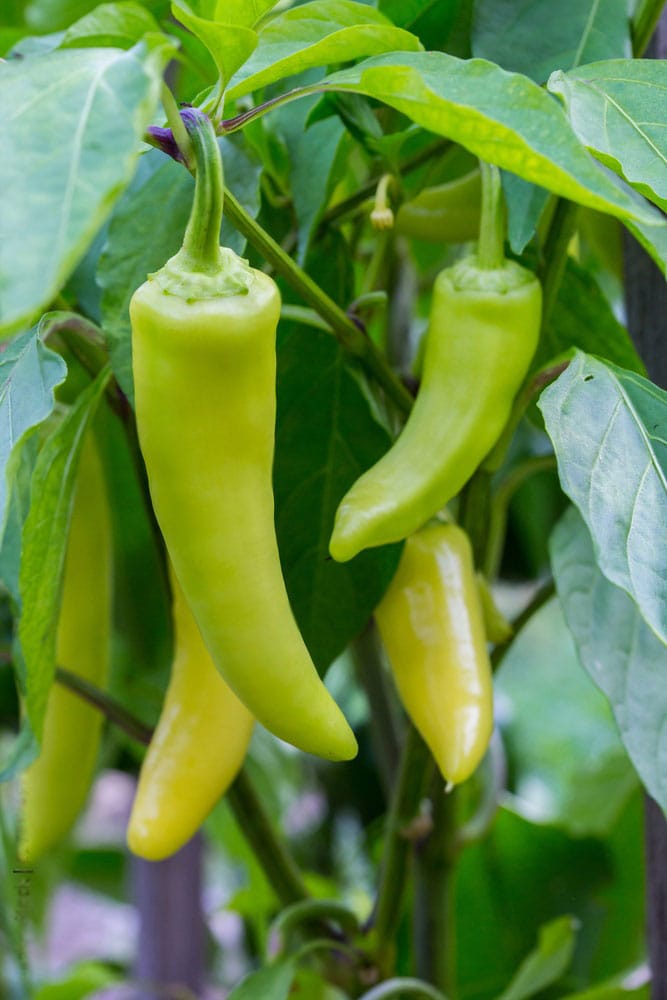 Szentesi Paprika - Hungary