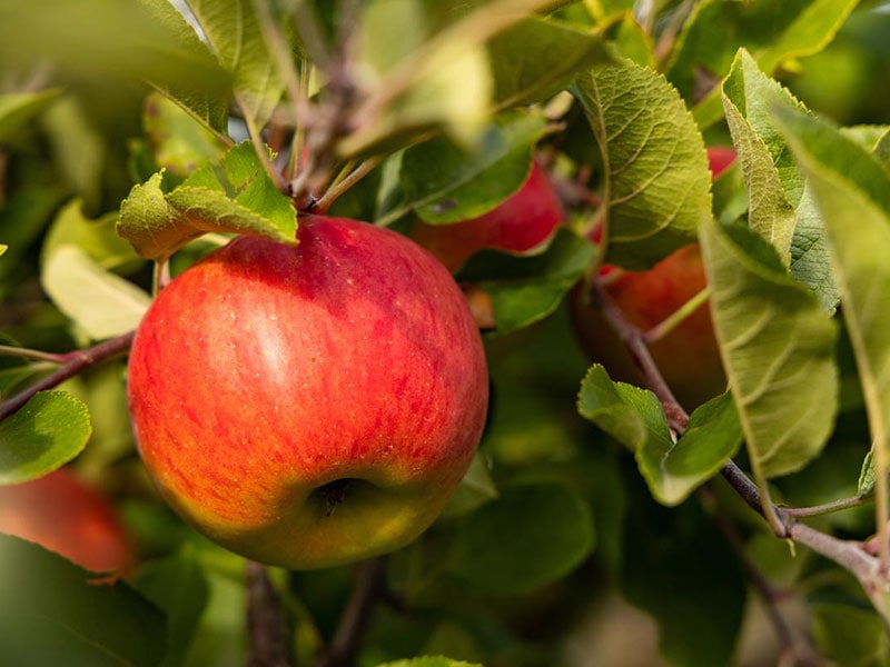 Topaz Apples