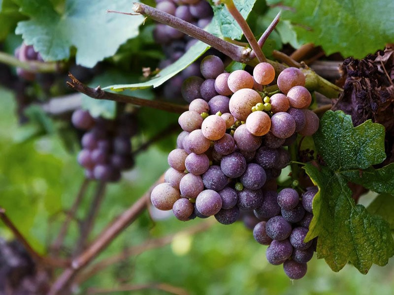 Uva di Puglia - Apulia